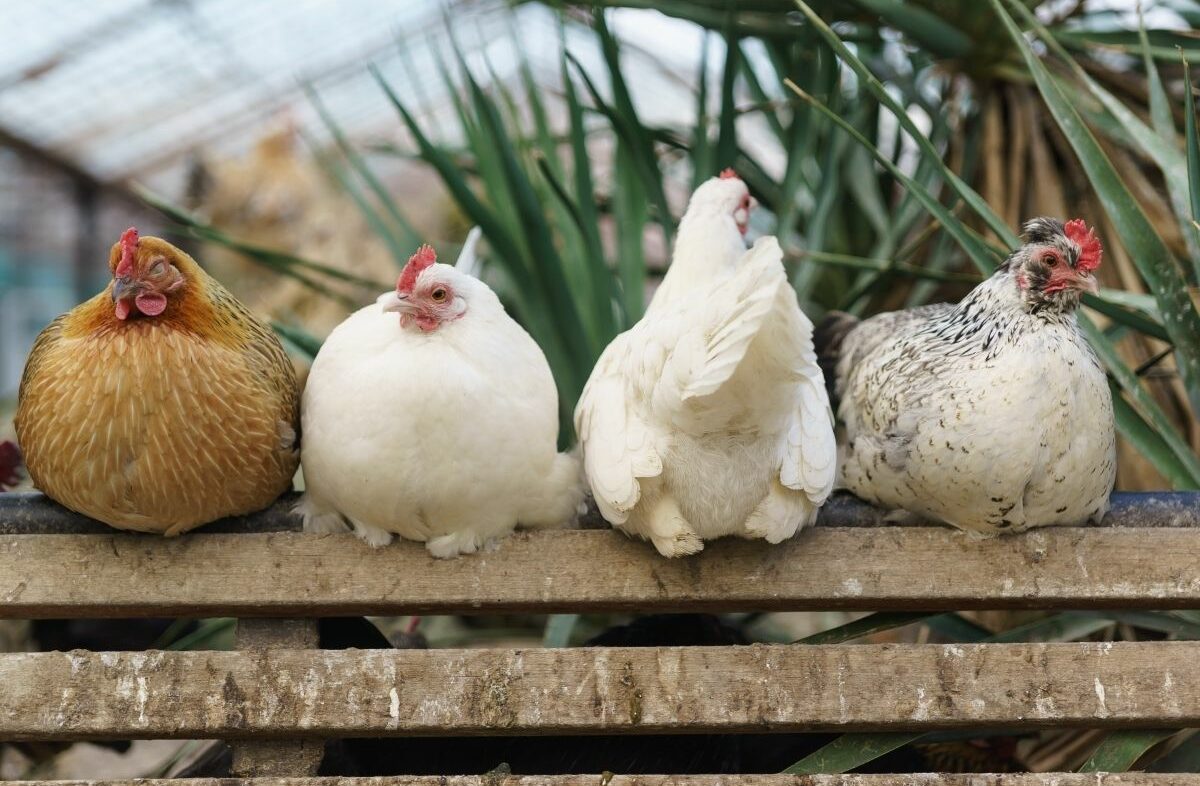 Die 11 besten Hühnerrassen für Anfänger