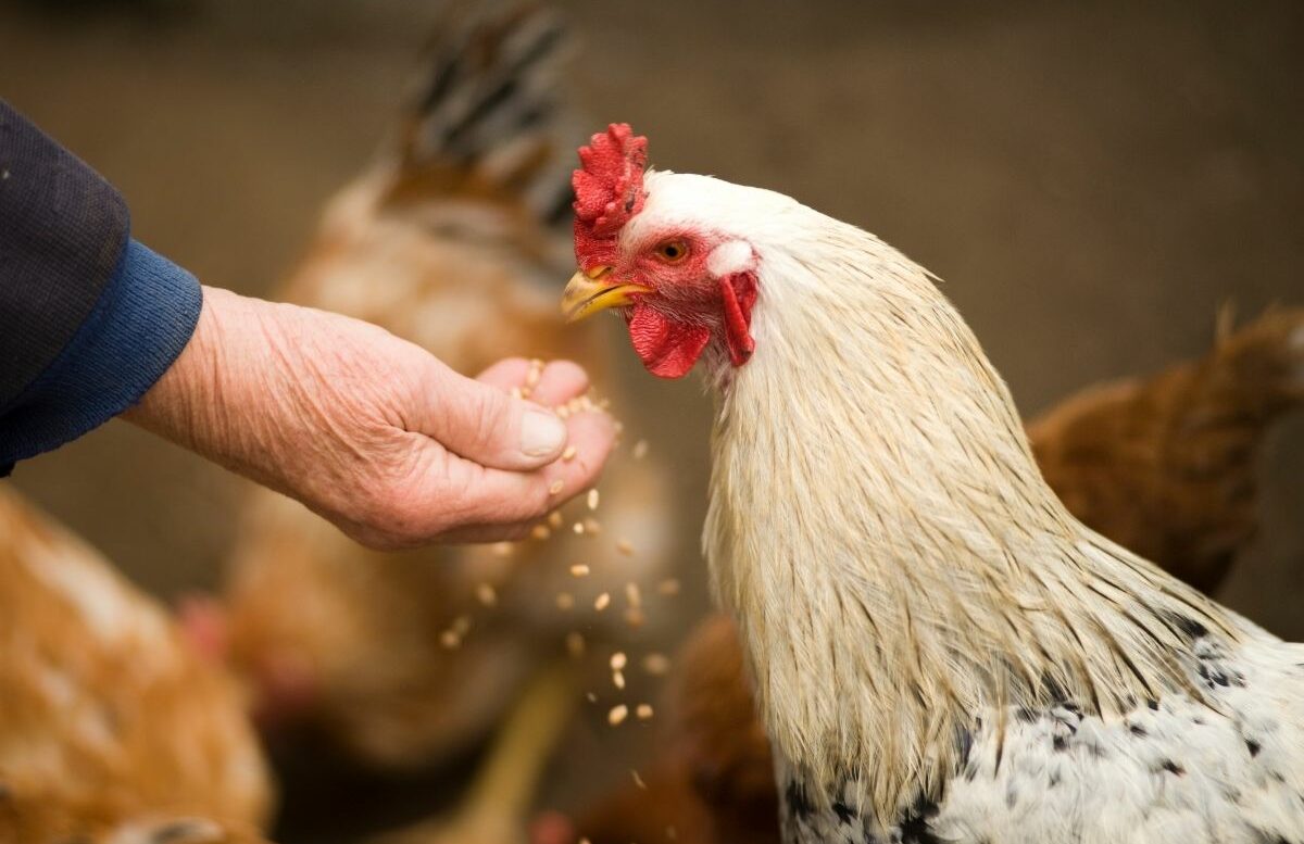 Was dürfen Hühner fressen und was nicht?