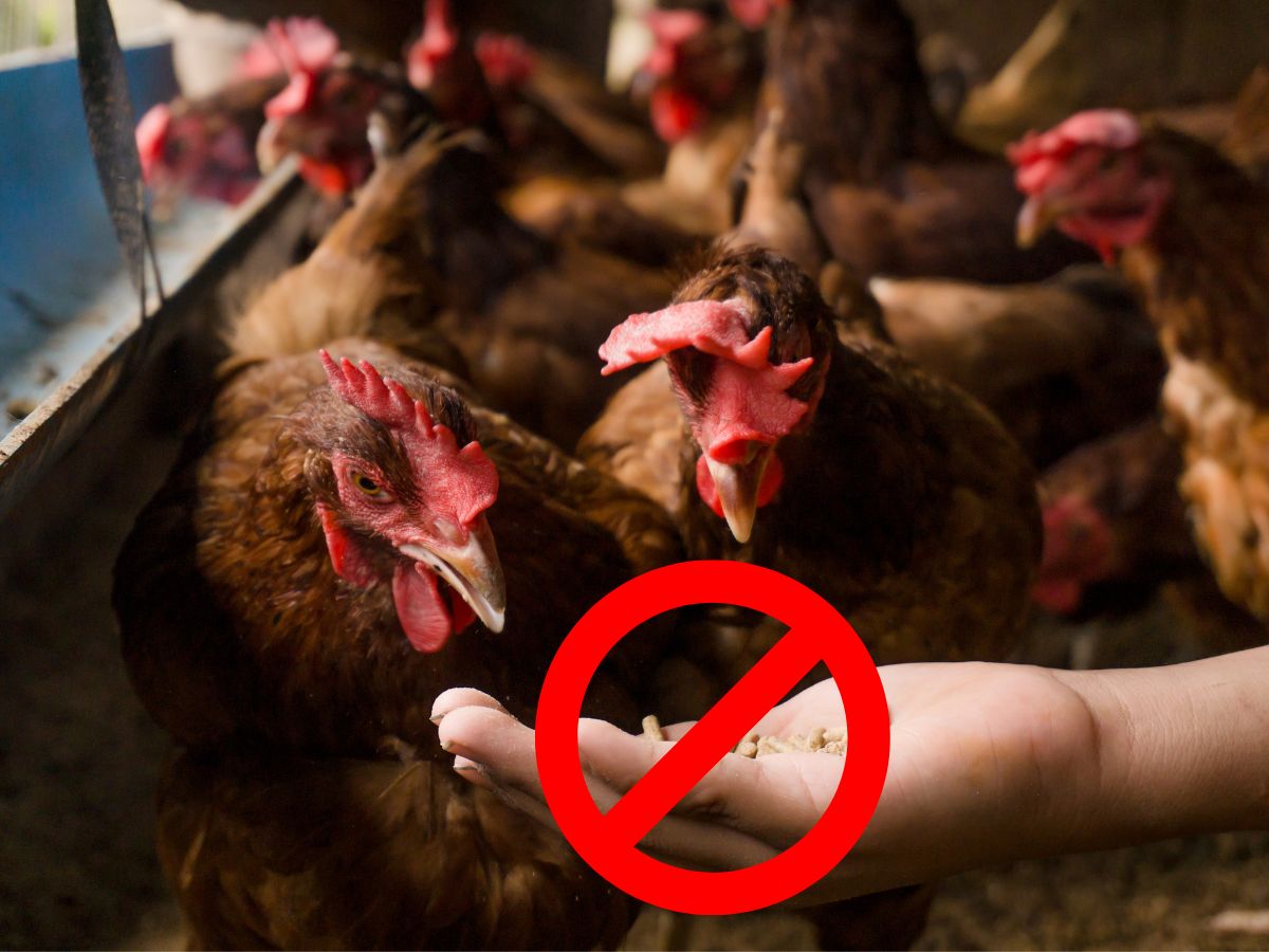 Was dürfen Hühner nie fressen? – Giftige Pflanzen und Lebensmittel für Hühner