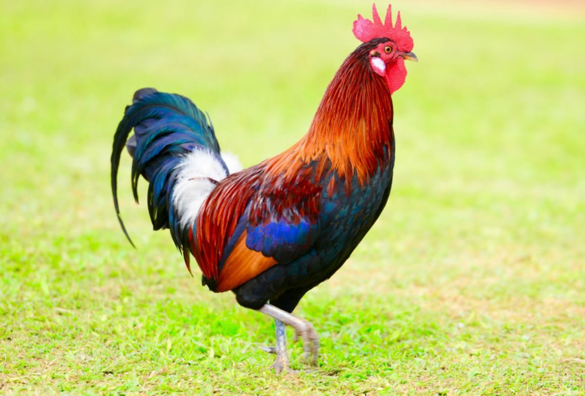 Brauchen Hühner einen Hahn? – Vor- und Nachteile