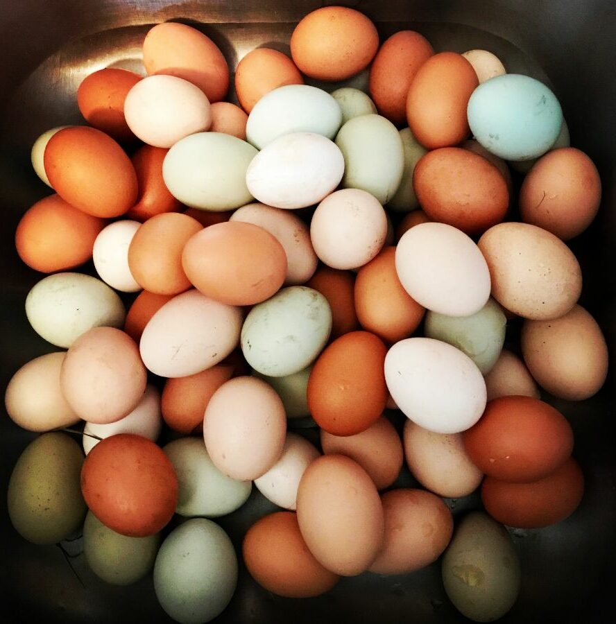 Wie lagert man Eier richtig? – Die beste Methode