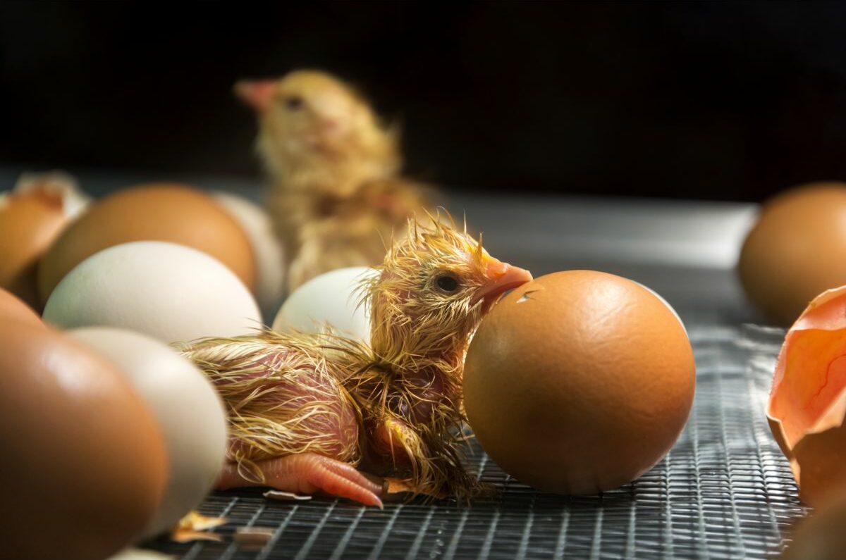 Wie erkennt man, ob ein Hühnerei befruchtet ist? – 2 Methoden