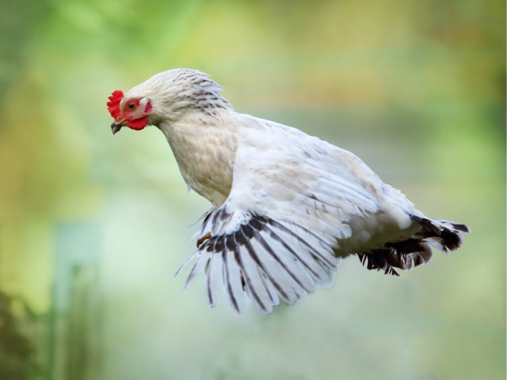 Können Hühner fliegen? Alles was du wissen musst! huehnerwelt