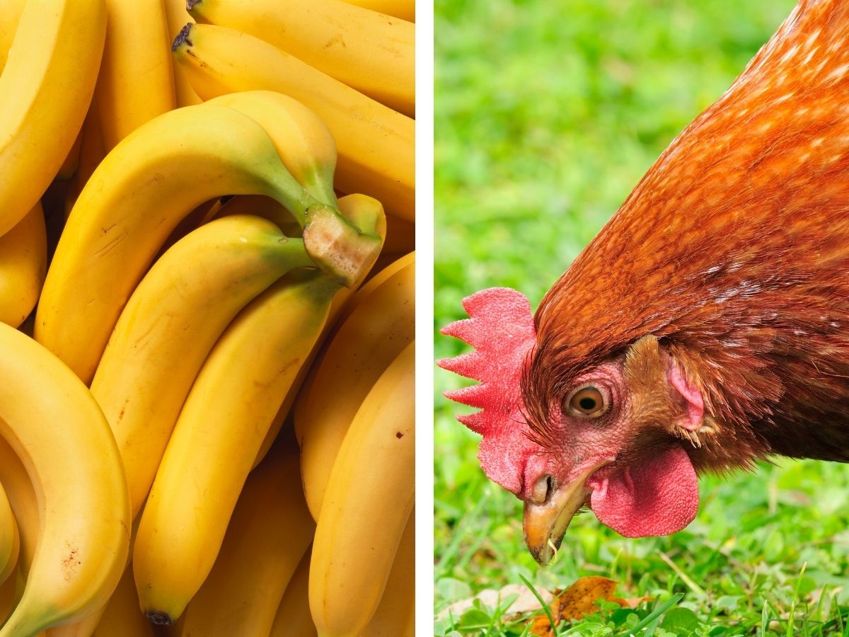 Können Hühner Bananen fressen?