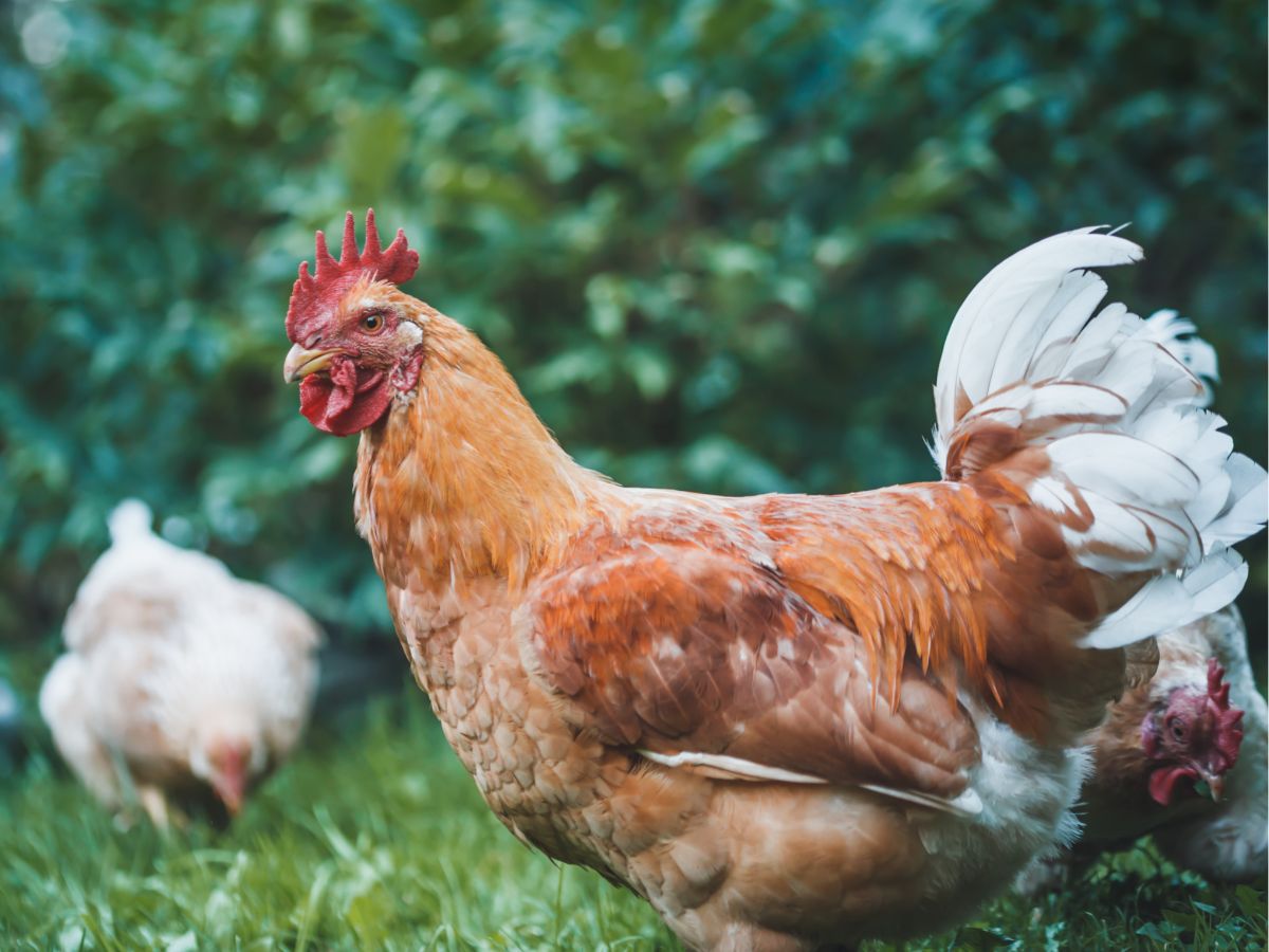 Wie integriert man ein neues Huhn oder Küken in die Hühnerschar? – 5 Schritte