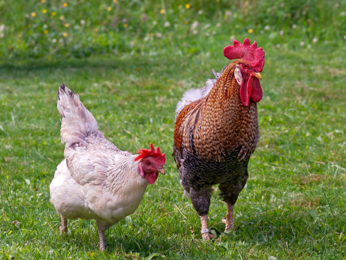 Lebenserwartung von Hühnern + 7 Tipps für ein langes Hühnerleben