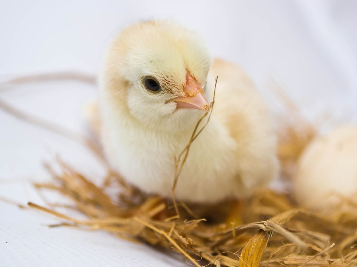 Hühnereier mit Brutmaschine und Glucke ausbrüten – In 21 Tagen