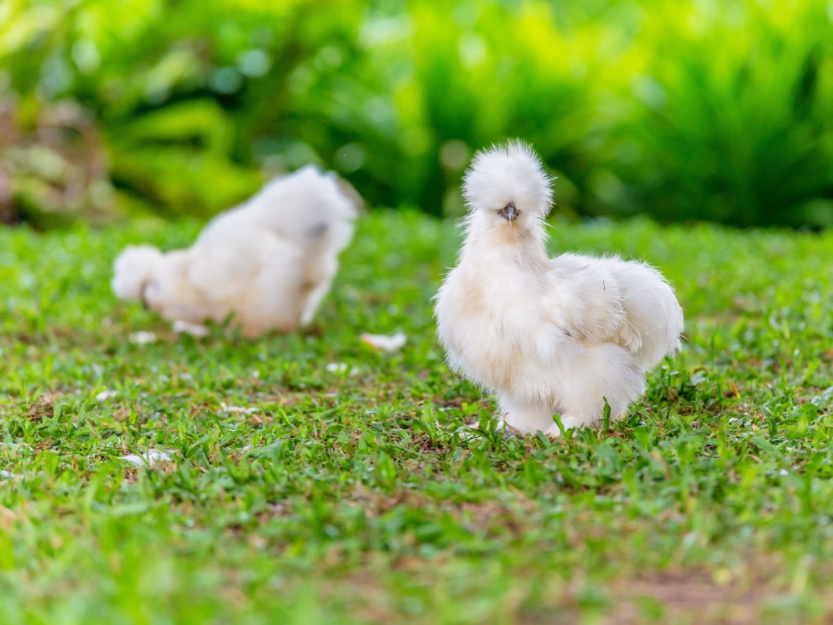 Die 7 Besten Hühnerrassen Für Kleine Gärten (mit Bildern)