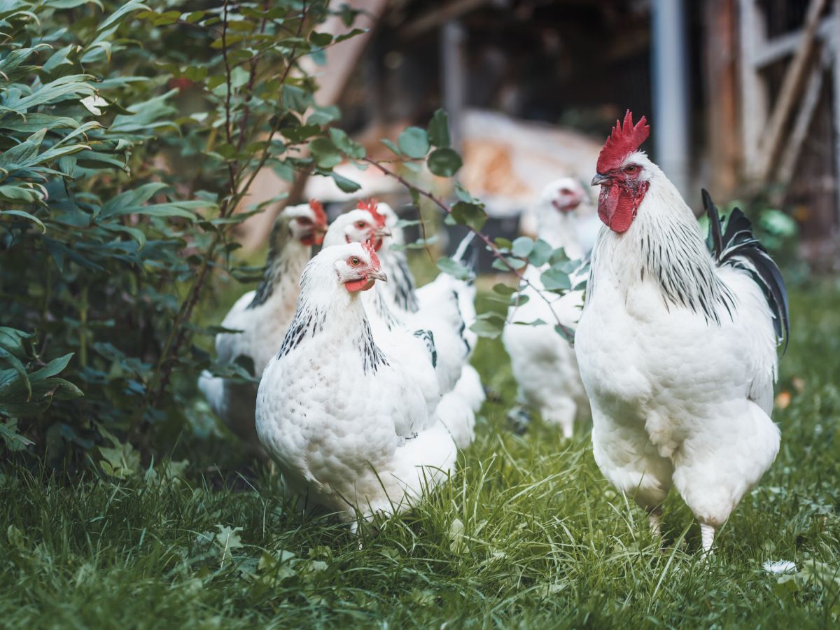 Alles über Sussex-Hühner – Temperament, Eier und Haltung