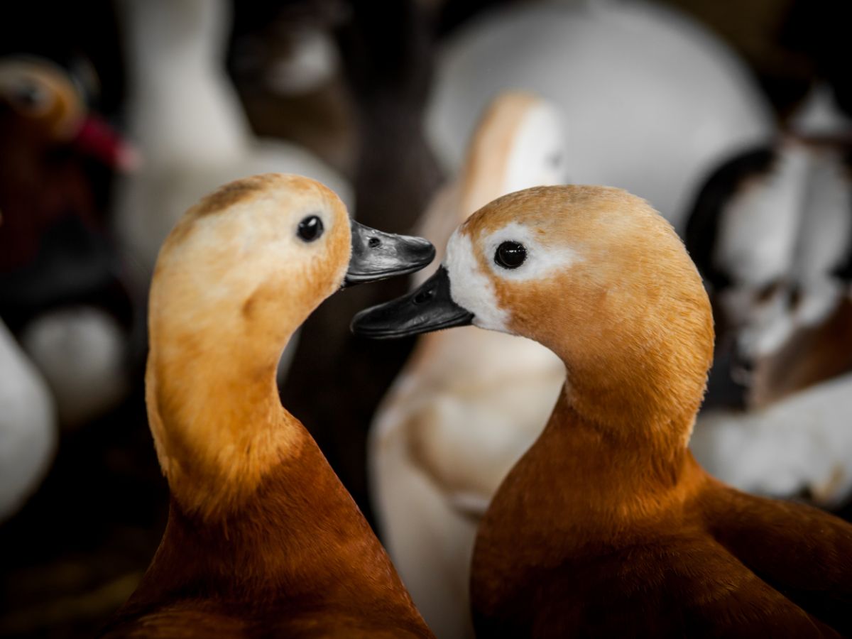 Verhalten von Enten verstehen – Schlaf, Quaken und Paarung