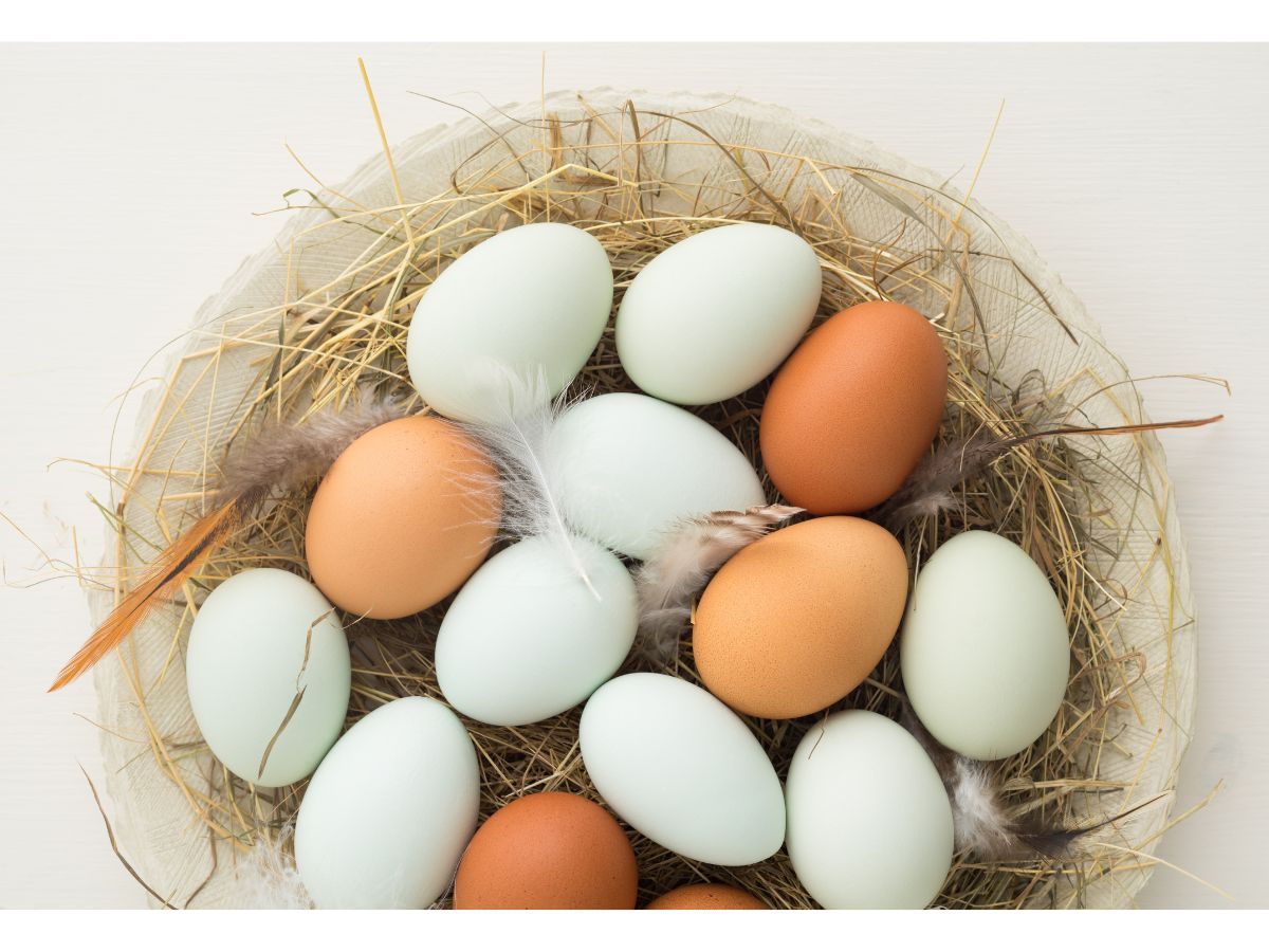 Top 7 Hühnerrassen die blaue Eier legen