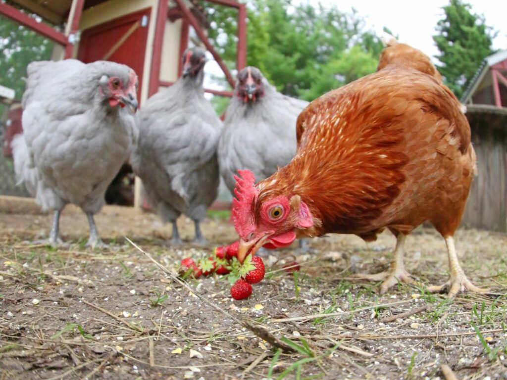 Spannende Dürfen Hühner Schokolade Essen Bilder