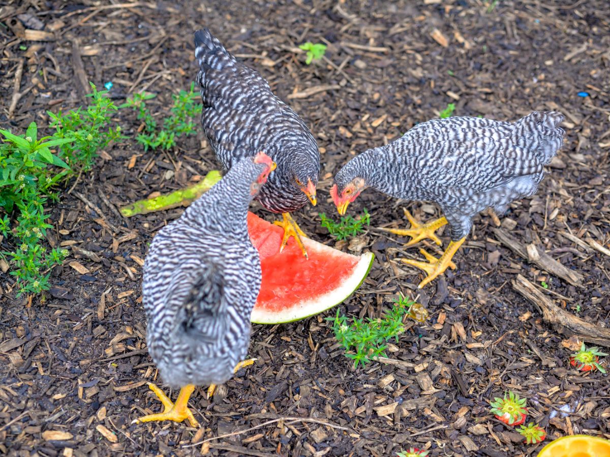 Was für Früchte und Obst dürfen Hühner fressen? (Mit Liste) huehnerwelt