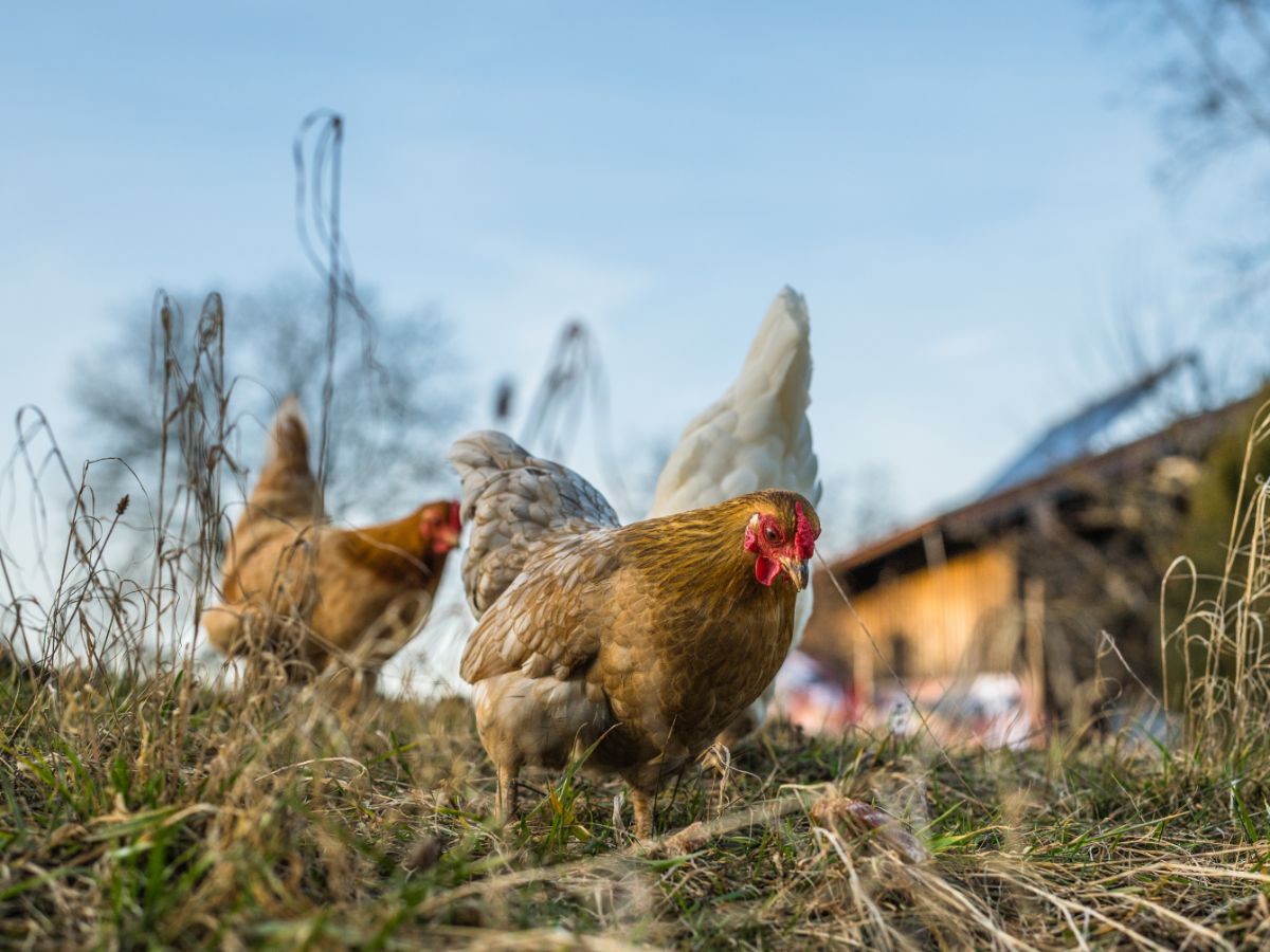 Können Hühner und Wachteln zusammenleben?