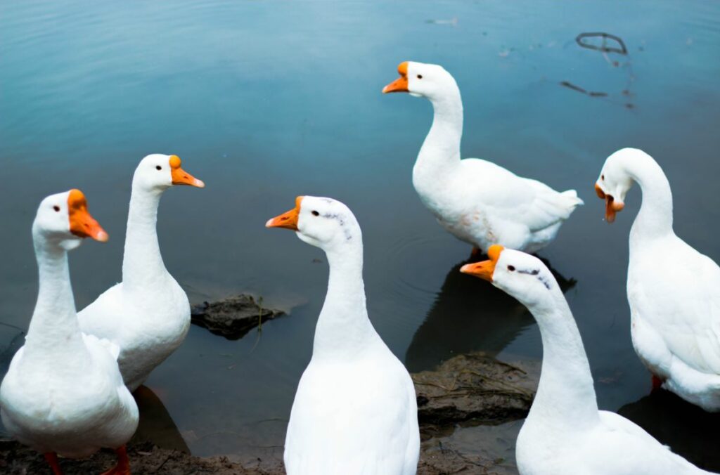 Kann man Hühner und Gänse zusammen halten? huehnerwelt