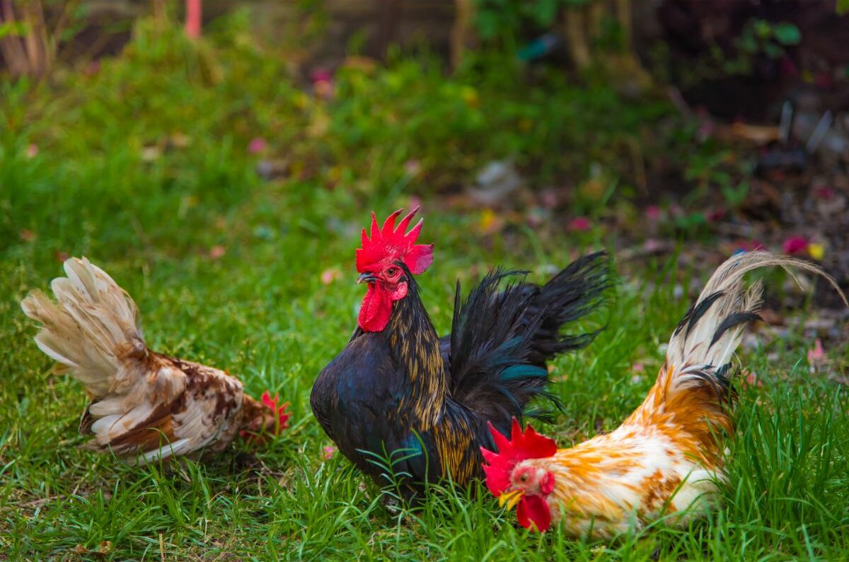 Kann man verschiedene Hühnerrassen in einer gemischten Gruppe halten?