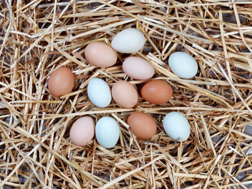 Welche Hühner legen farbige Eier? – 8 Hühnerrassen für bunte Eier ...