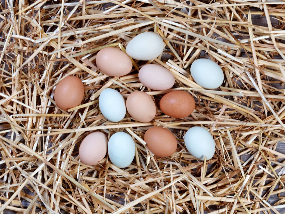 Welche Hühner legen farbige Eier? – 8 Hühnerrassen für bunte Eier
