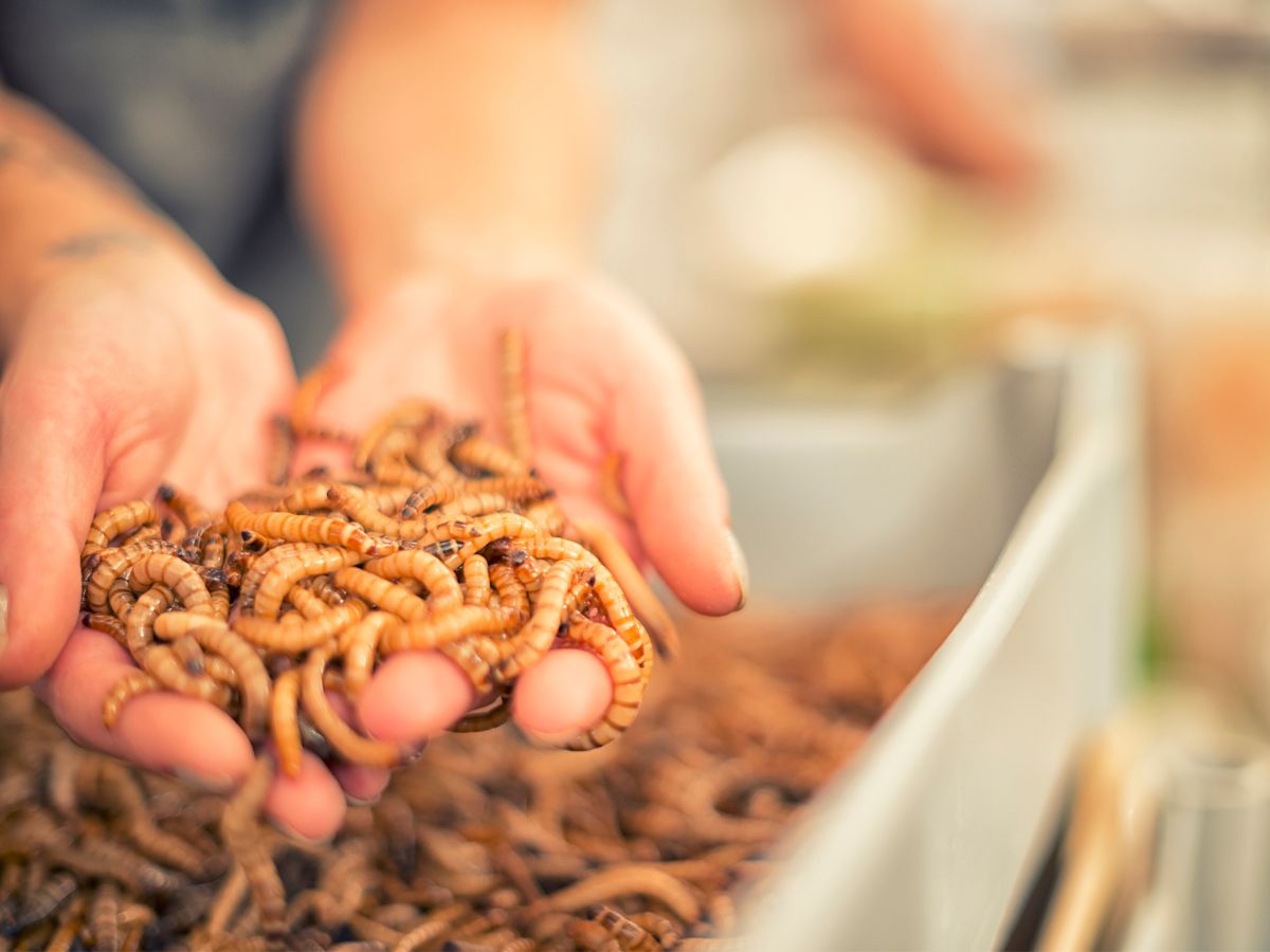 Mehlwürmer selber züchten – in 5 Schritten