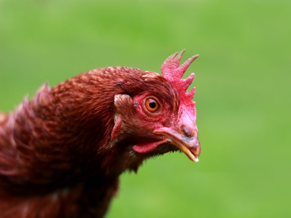 Erkennen Hühner ihre Besitzer? Und wie schlau sind sie?