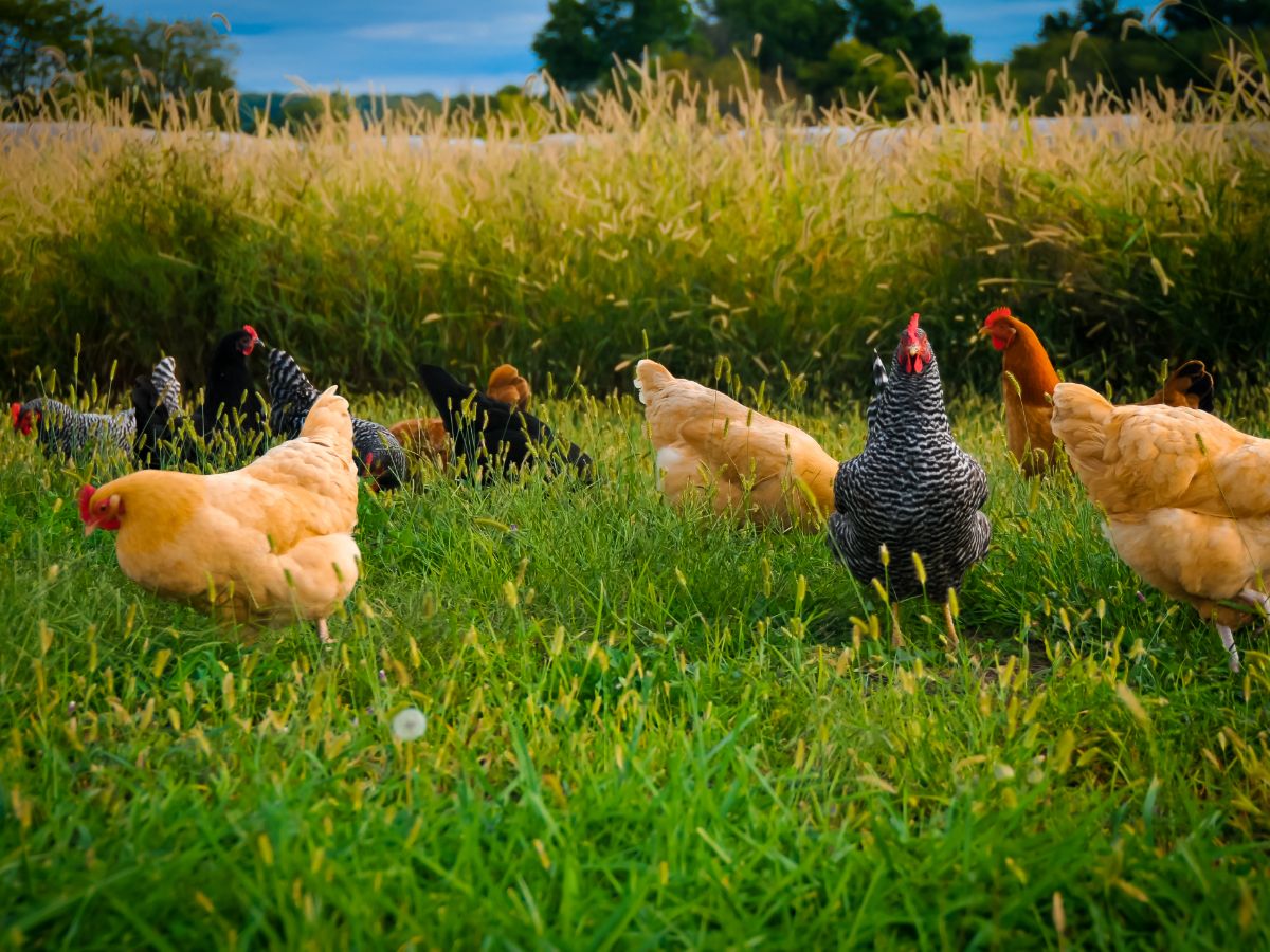 Was ist die Hackordnung? – Sozialverhalten von Hühnern verstehen