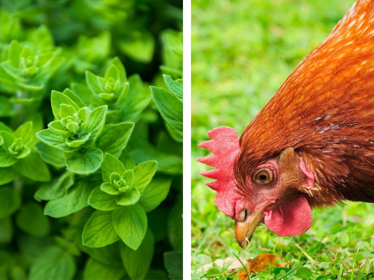 Die 6 besten Kräuter für Hühner – Alle Vorteile