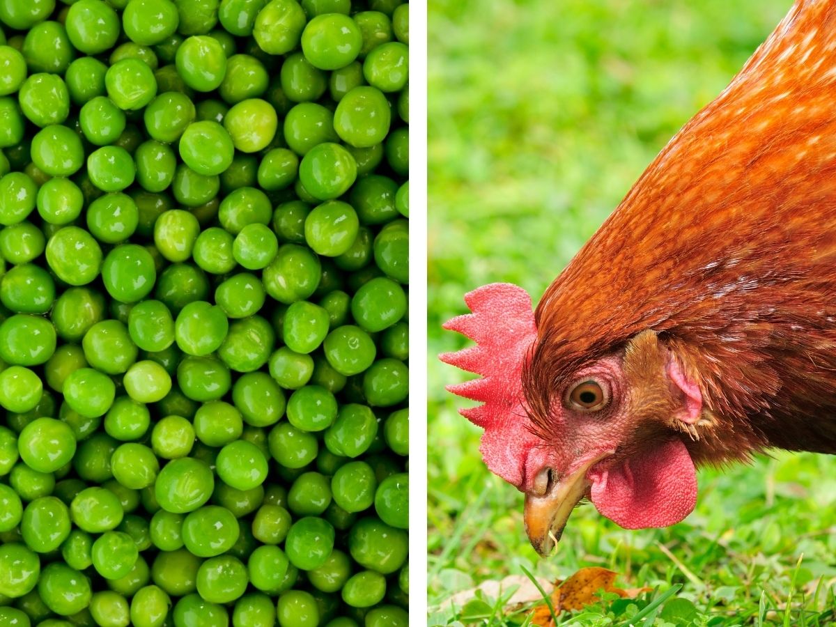 Dürfen Hühner Erbsen fressen?