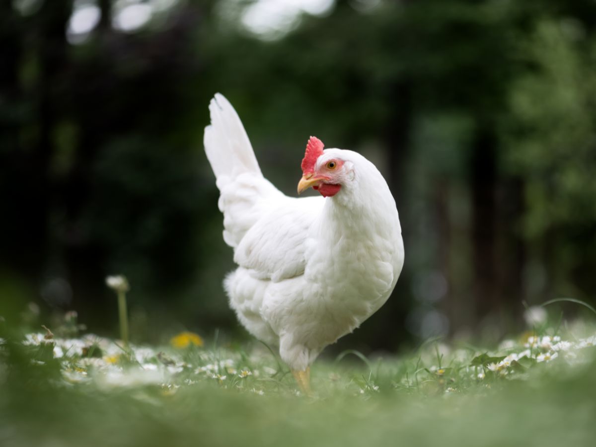 Welche Hühnerrassen legen die meisten Eier? – 12 beste Legerassen