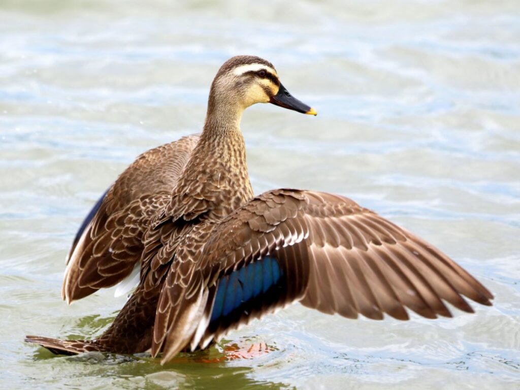 Geschlecht bei Enten und Entenküken bestimmen huehnerwelt