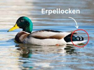 Geschlecht bei Enten und Entenküken bestimmen huehnerwelt