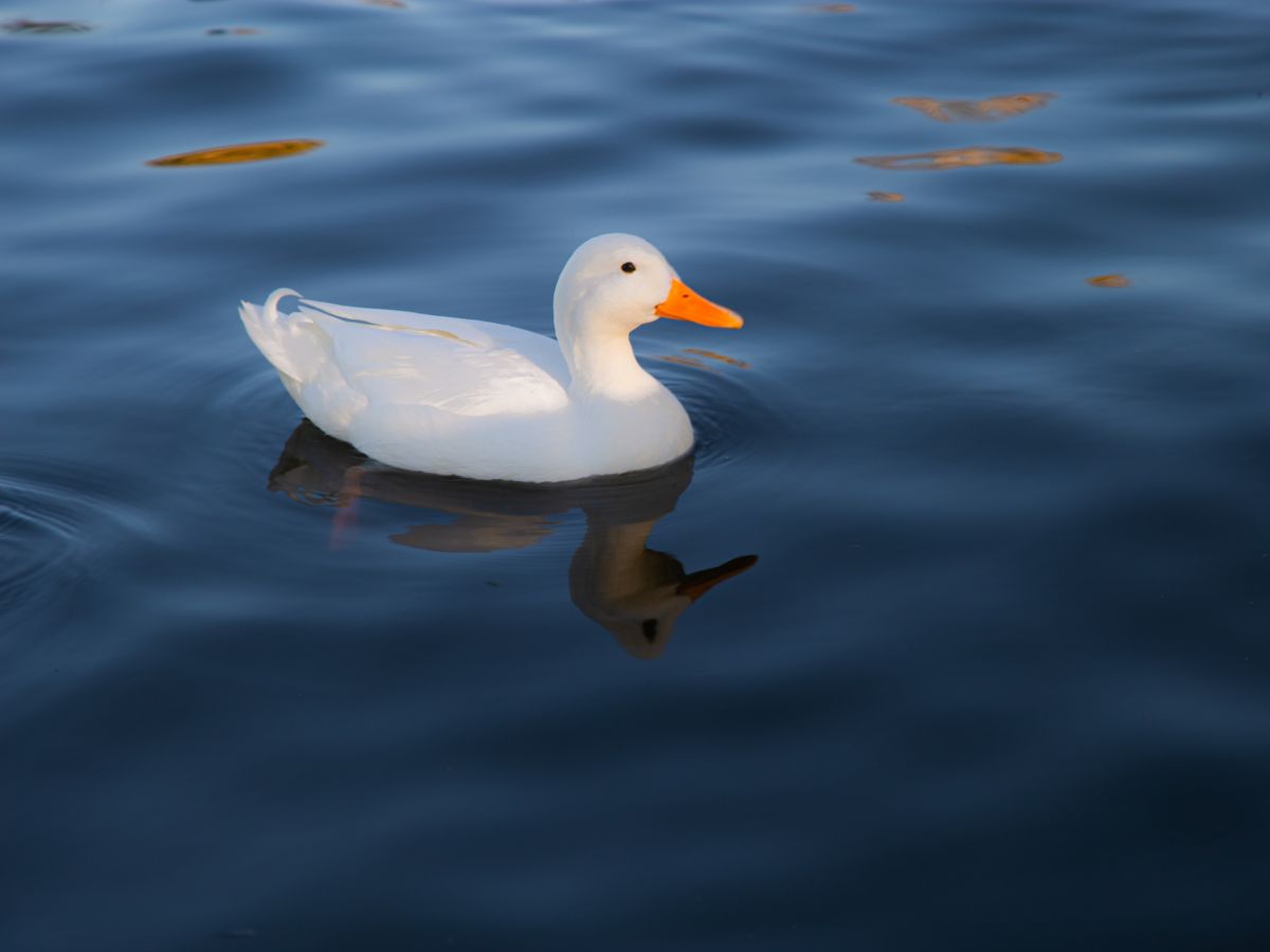 Die 6 besten Entenrassen für Anfänger (mit Bildern) huehnerwelt