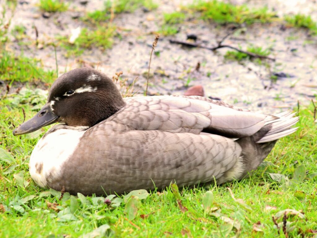 Die 6 besten Entenrassen für Anfänger (mit Bildern) huehnerwelt