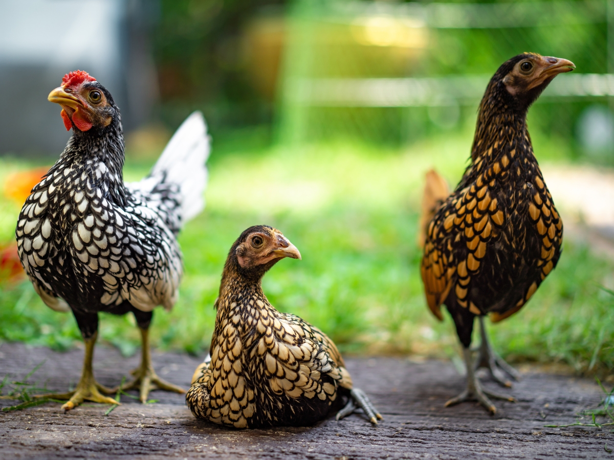 Die 14 besten Zwerghühnerrassen für Anfänger – mit Bildern