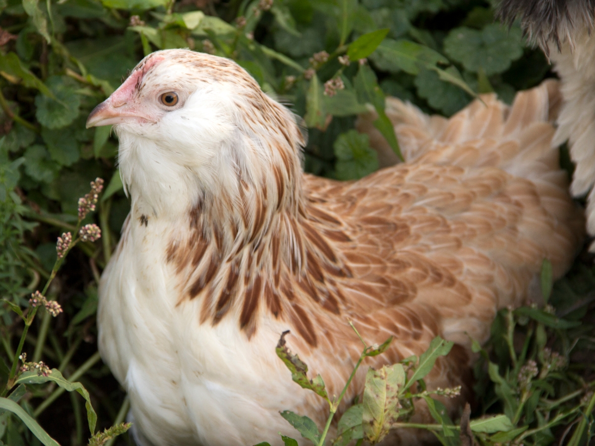 Rassenportrait Französische Faverolles Hühner – sanfte Glucken und gute Legehennen
