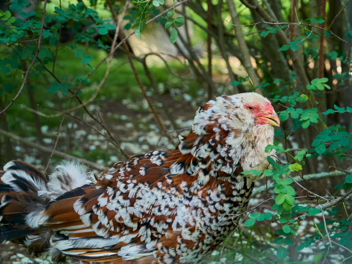 Rasseportrait Zwerg-Orloff Hühner – Neugierige Bartträger  