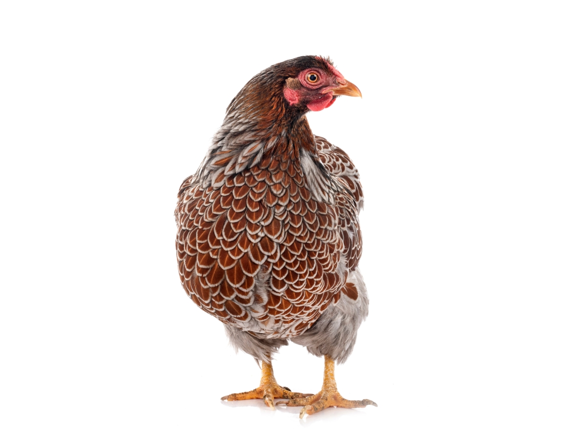 ​​Rassenportrait Zwerg-Wyandotten – Friedliche Zwerghühner mit hoher Legeleistung