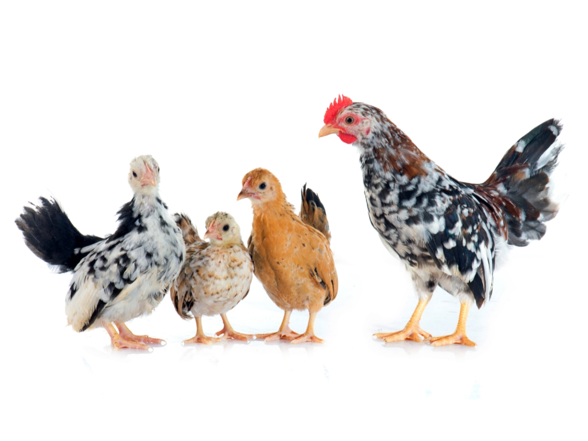 Rassenportrait Serama-Hühner – Die kleinsten Zwerghühner der Welt