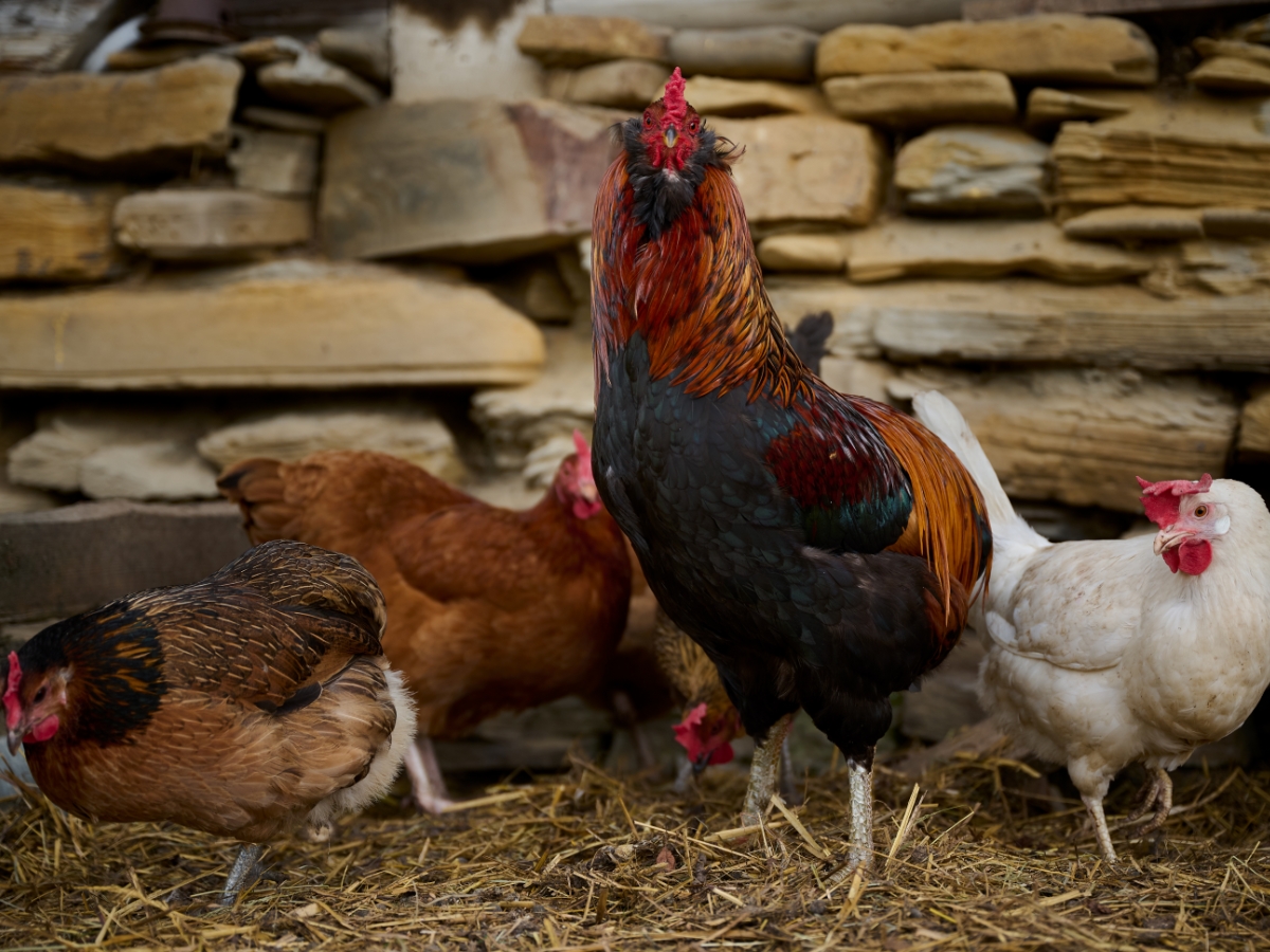 Araucana Hühner – Die Ursprünglichen Grünleger