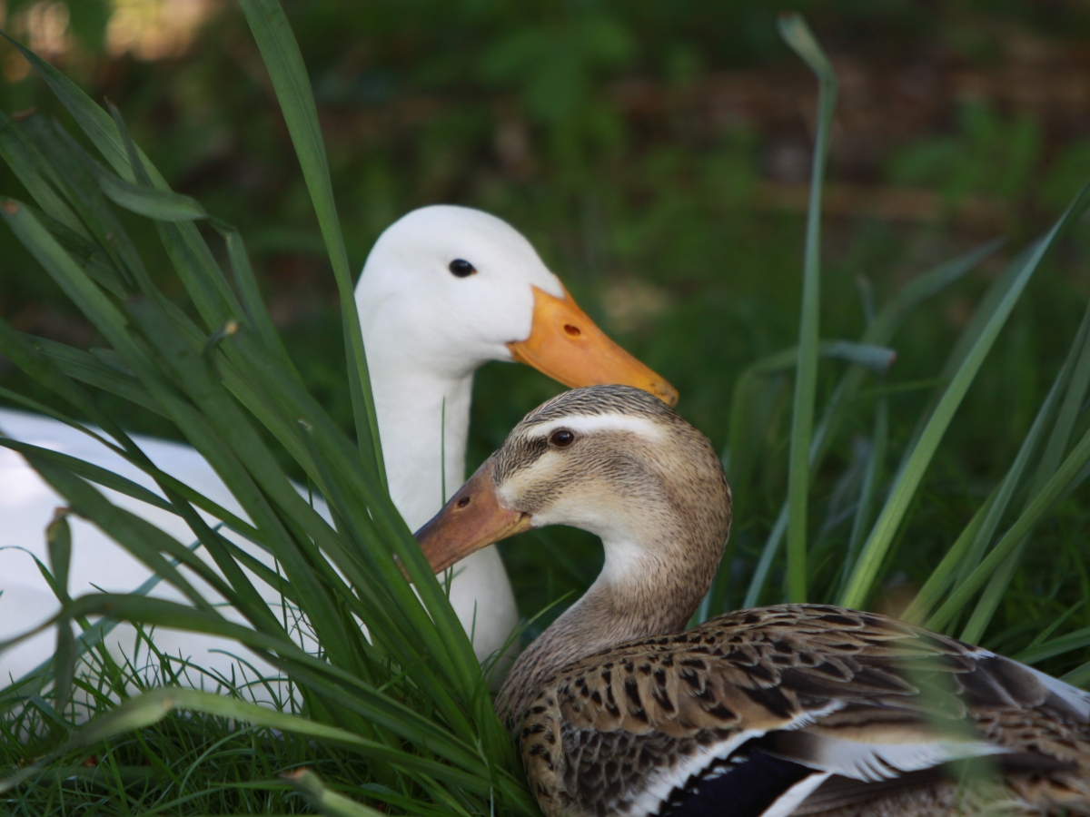 Rasseportrait Laufenten Die Schneckenfresser im Garten huehnerwelt