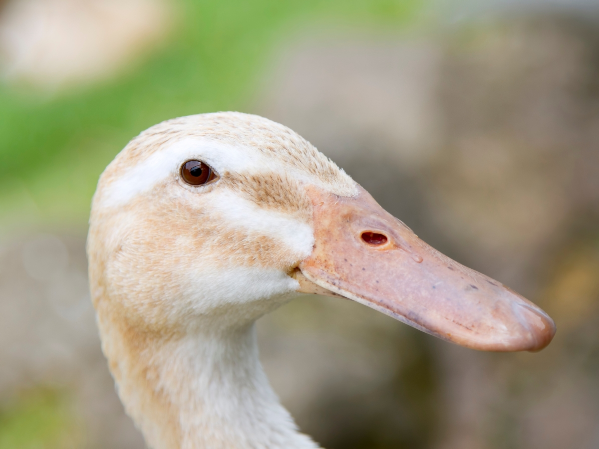Appleyard-Enten – Zahme Zweinutzungs-Enten aus England