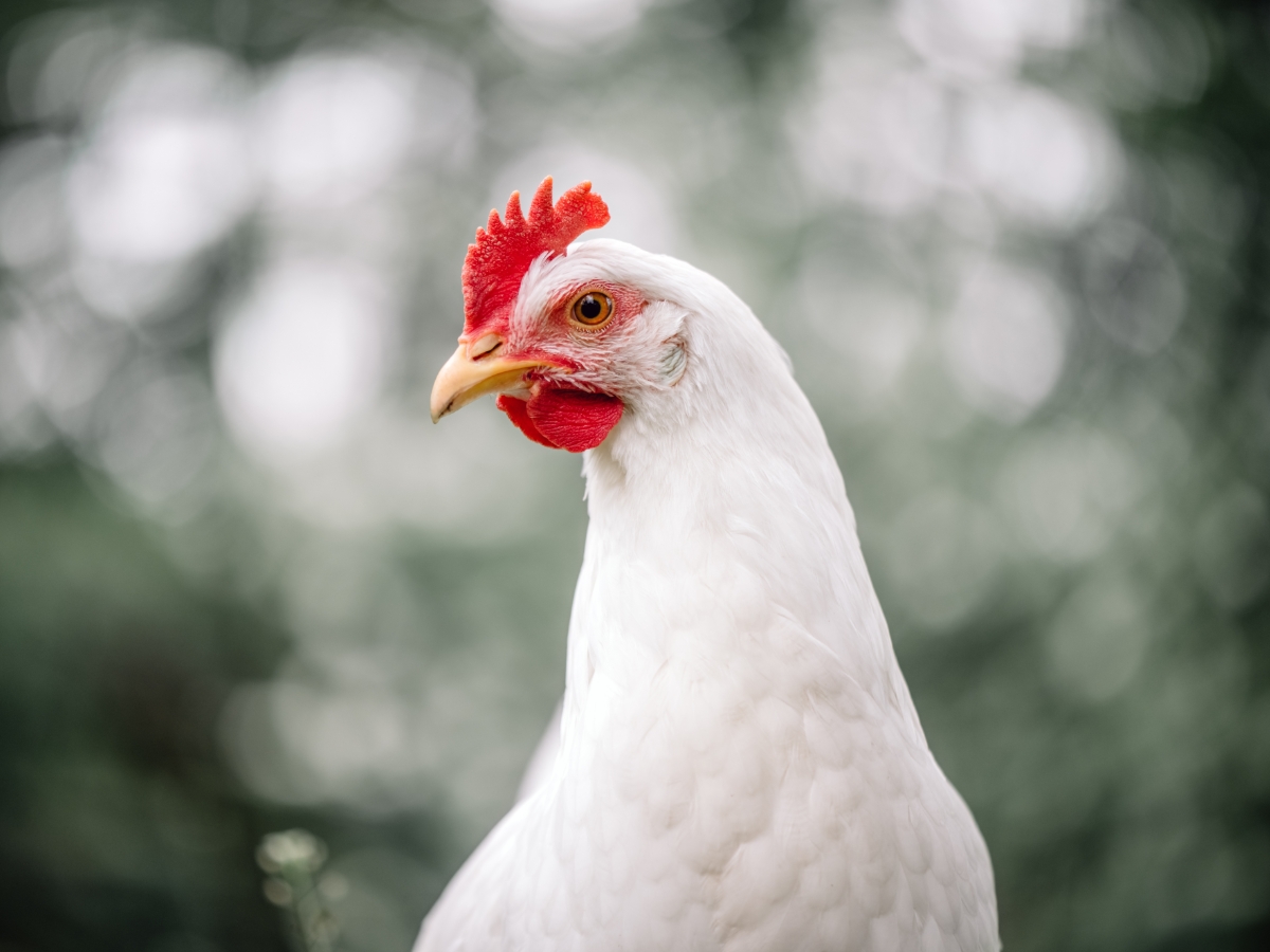 Rasseportrait Leghorn – Weiße Hennen mit fantastischer Legeleistung 