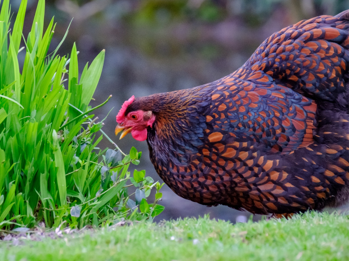 Wyandotte – Flauschige Federkugeln die ideale Anfängerhühner sind!