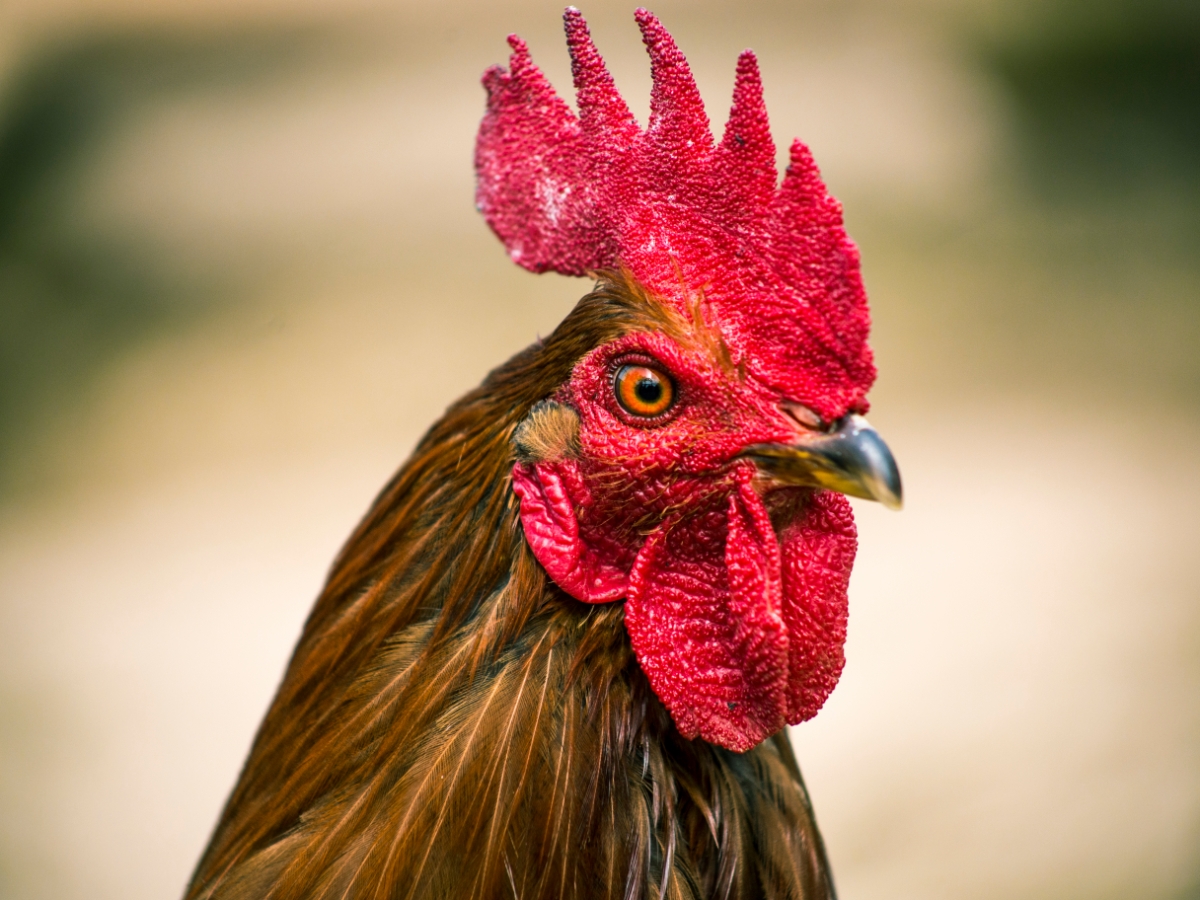 New Hampshire Hühner – Starterhühner mit gelbbraunen Eiern 