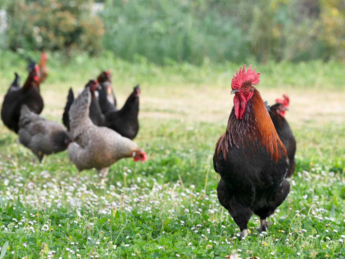 Maran – Hühner mit schokoladenbraunen Eiern