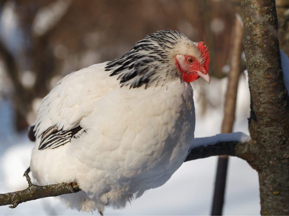 Welche Hühnerrassen legen die meisten Eier? 12 beste Legerassen huehnerwelt