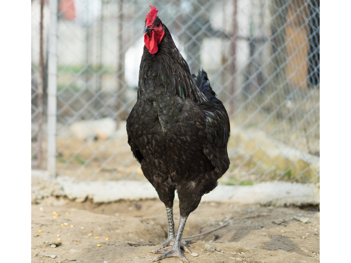 Jersey Giants Sanfte Riesenhühner huehnerwelt