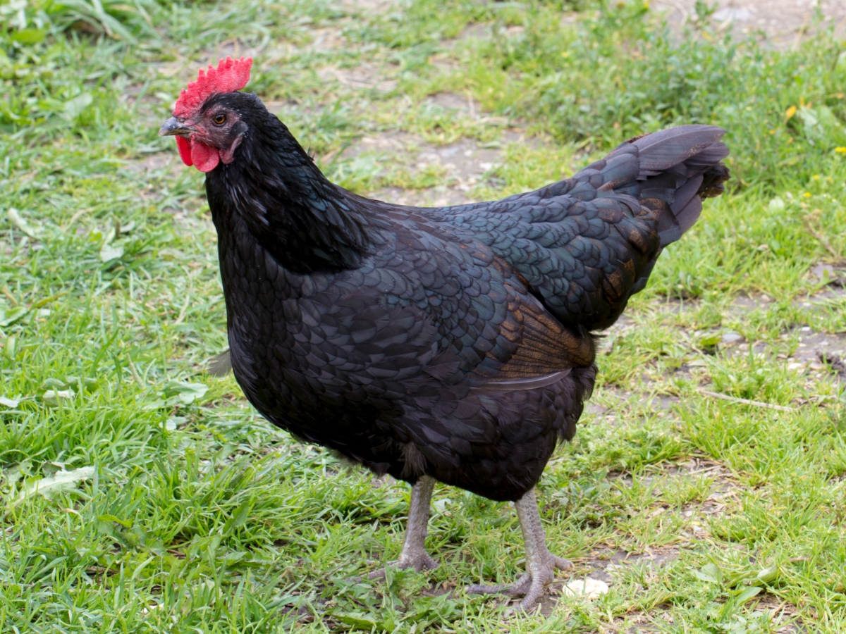 Croad-Langschan – große Hühner mit dunkelbraunen Eiern 
