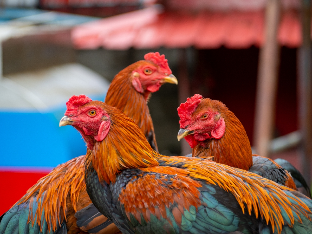 Sumatra Hühner – Vorfahren der Asil Kampfhühner 