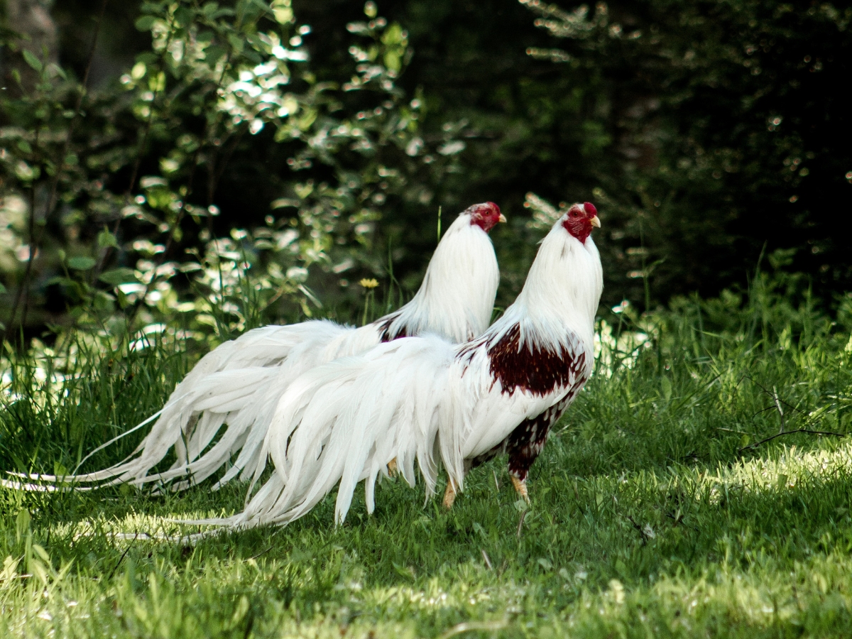 Yokohama Hühner – Fasanenartige Zierhühner