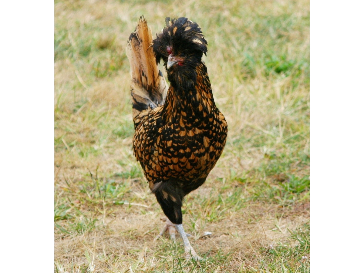 Houdan Hühner – alte französische Haubenhühner